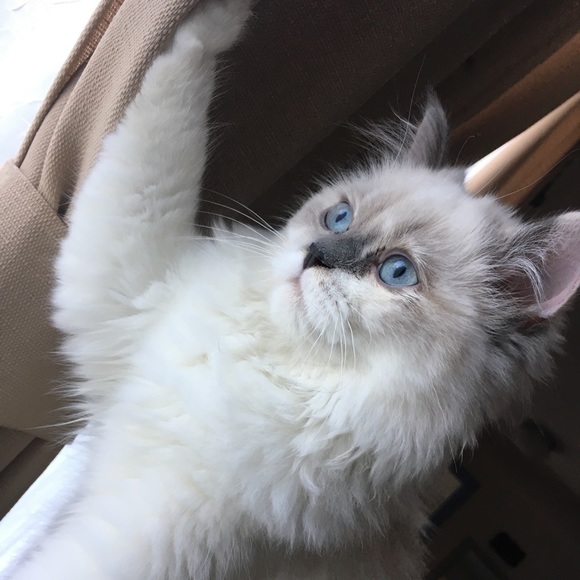 Meet your Posher, Tammy - Picture 2 of 5